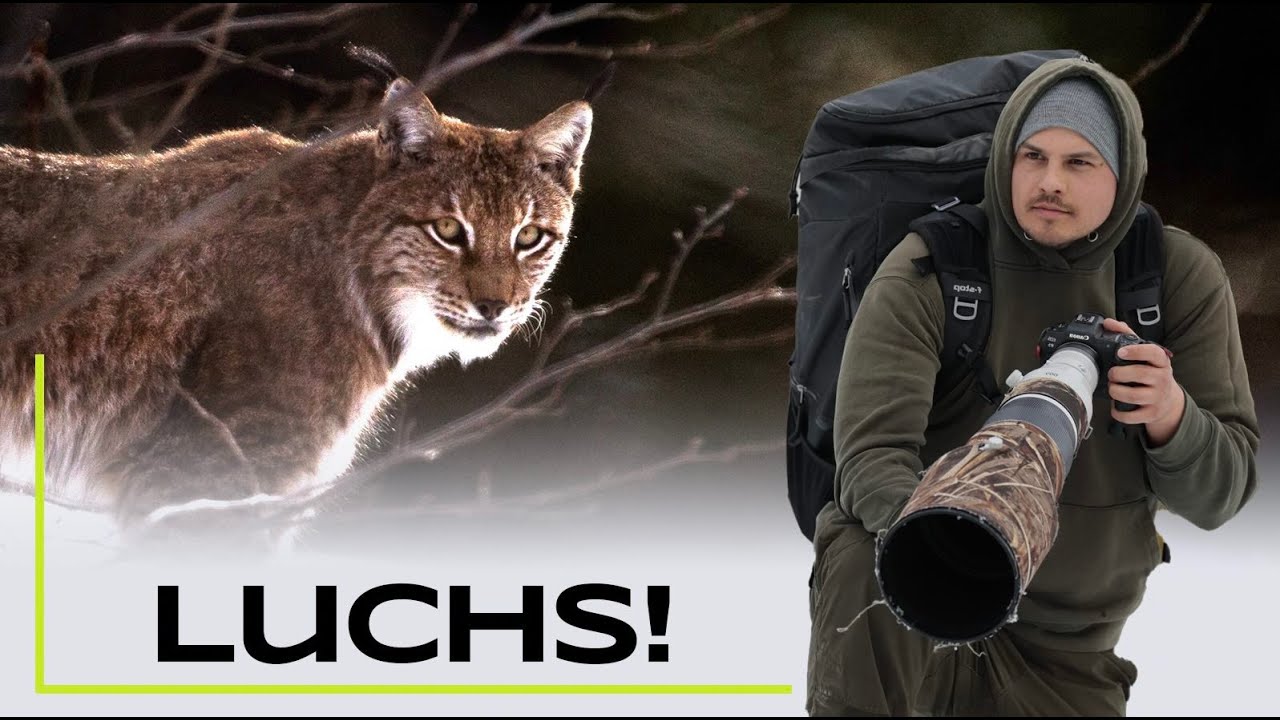 Ein Luchs! Auf Tour mit @nicosonnabend Teil 2 - Naturfotografie / Tierfotografie