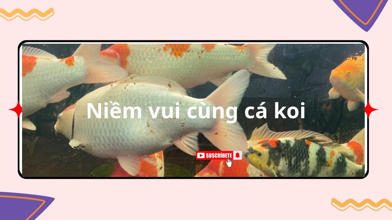 Thư giãn cùng cá koi