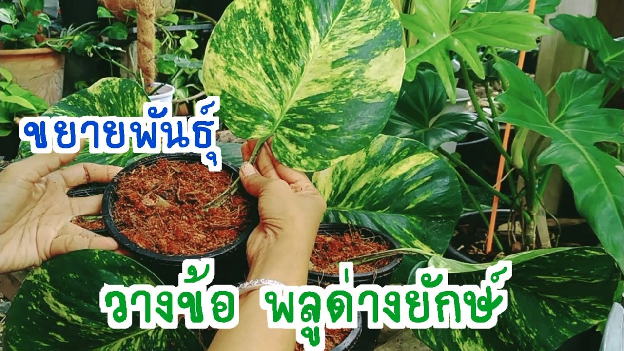 #การชำกิ่งพลูด่างยักษ์ แบบวางข้อทำได้ง่าย ขยายพันธุ์เร็ว