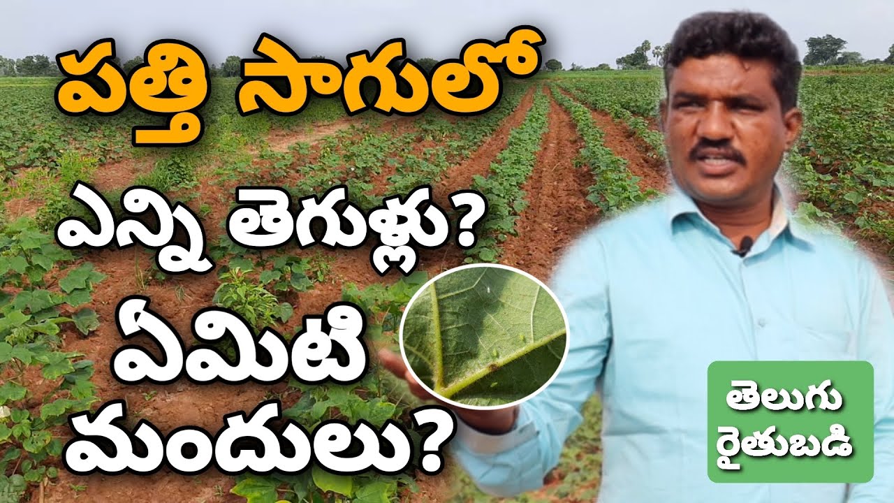 పత్తిలో పలు రకాల తెగుళ్లు, నివారణా చర్యలు | Diseases in Cotton Crop | Telugu Rythubadi