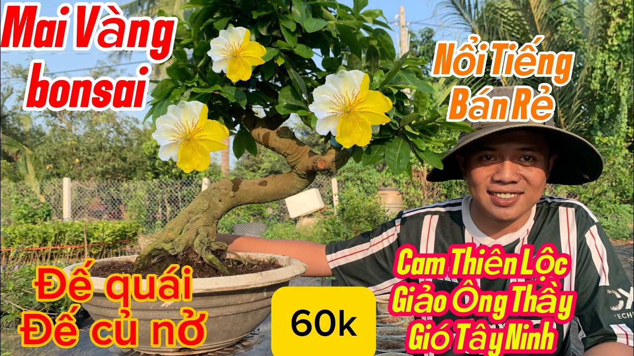 23/3/2026 Mai v&agrave;ng gi&aacute; rẻ📲0366648385 Vĩnh, Giao lưu mai v&agrave;ng bonsai gh&eacute;p nhiều loại giống gi&aacute; rẻ