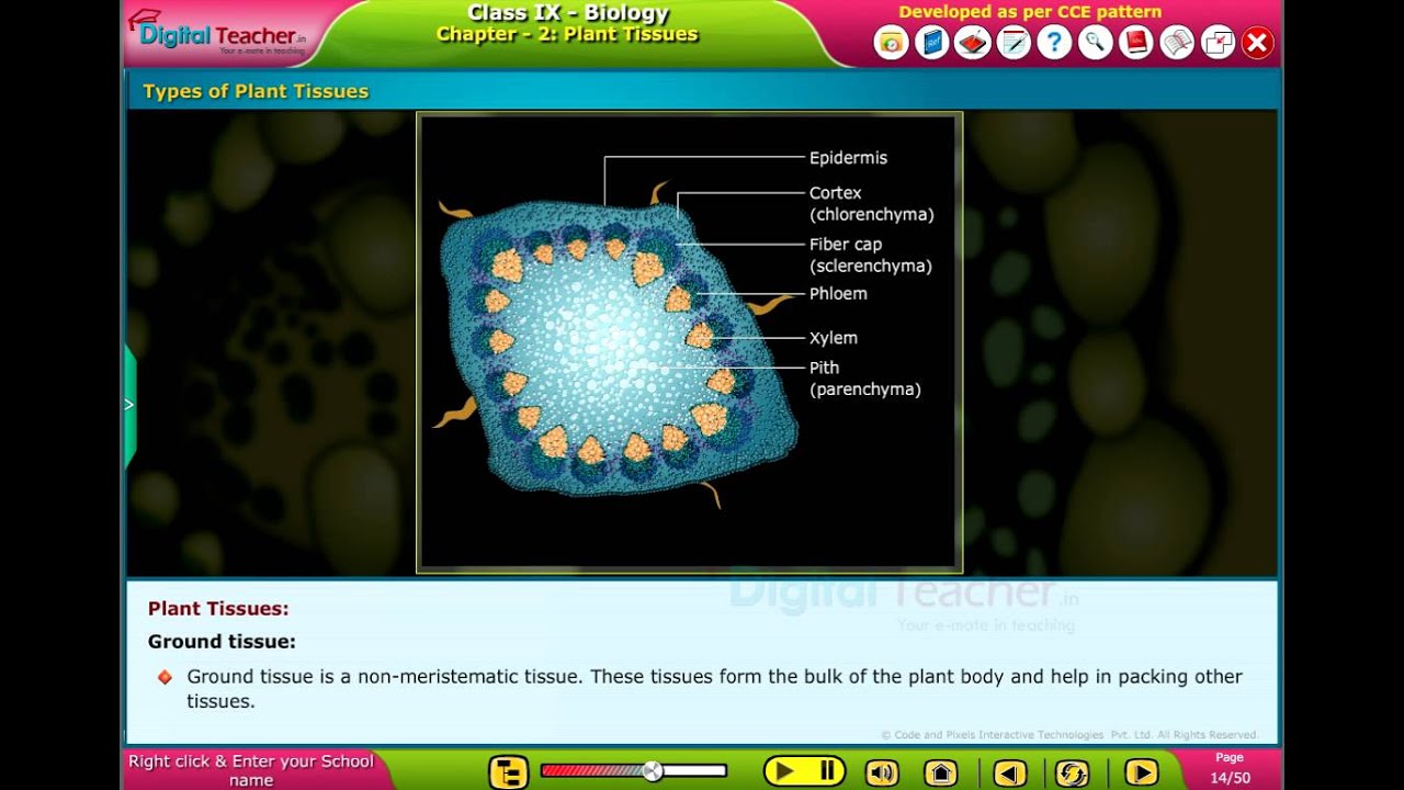 Types of Plant Tissues, Class 9 Biology | Digital Teacher