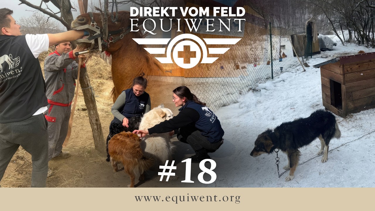 Equiwent - Direkt vom Feld #18 - Kettenhunde, Welpen, Lepradorf: Echte Hilfe vor Ort