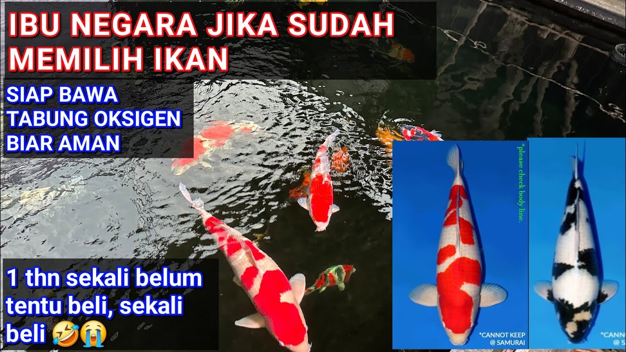 EFEK JARANG BELI IKAN KOI | SEKALI BELI HARUS BAGUS | HASIL LELANG DARI SAMURAI KOI BANDUNG