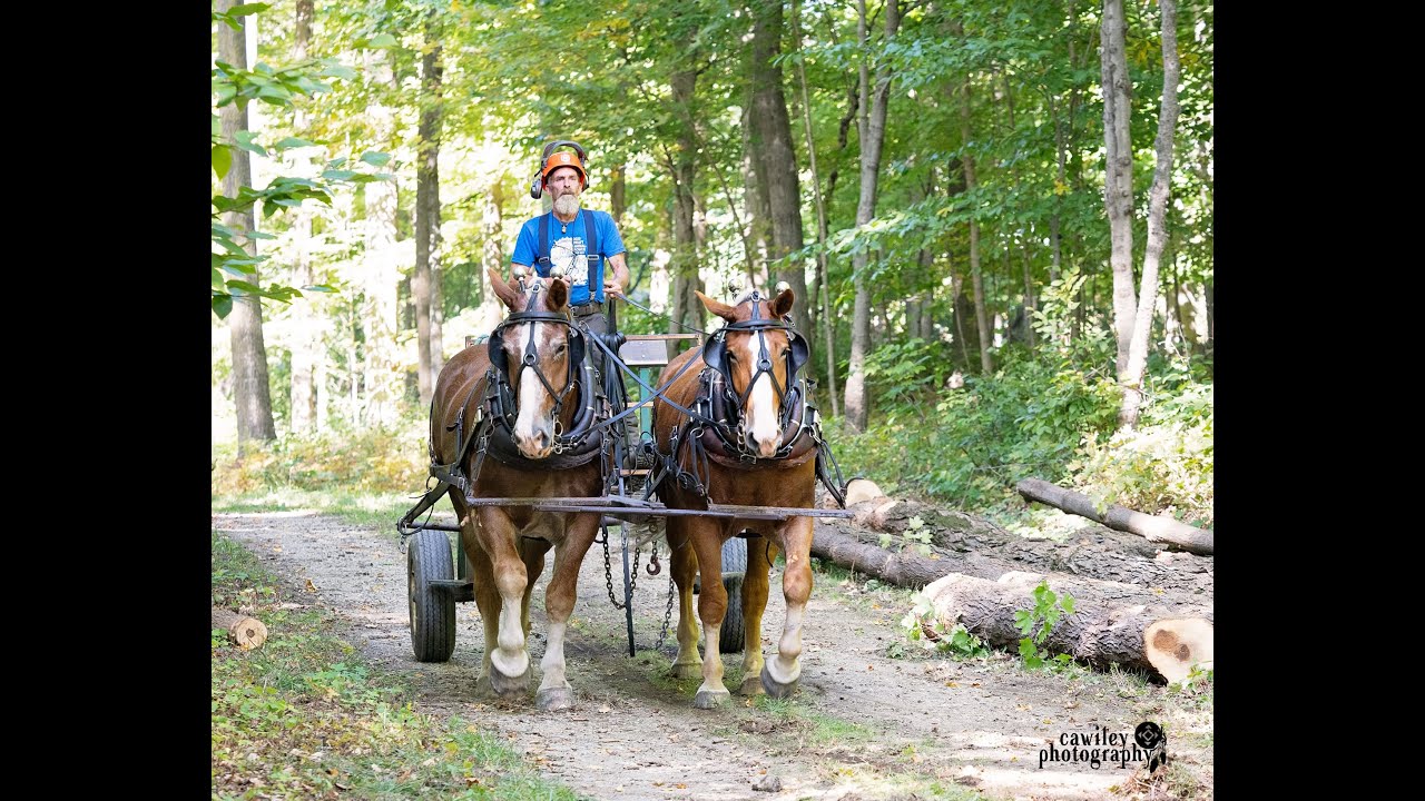 Meet our Loggers using Horses and Oxen power: DAPChat January 2024