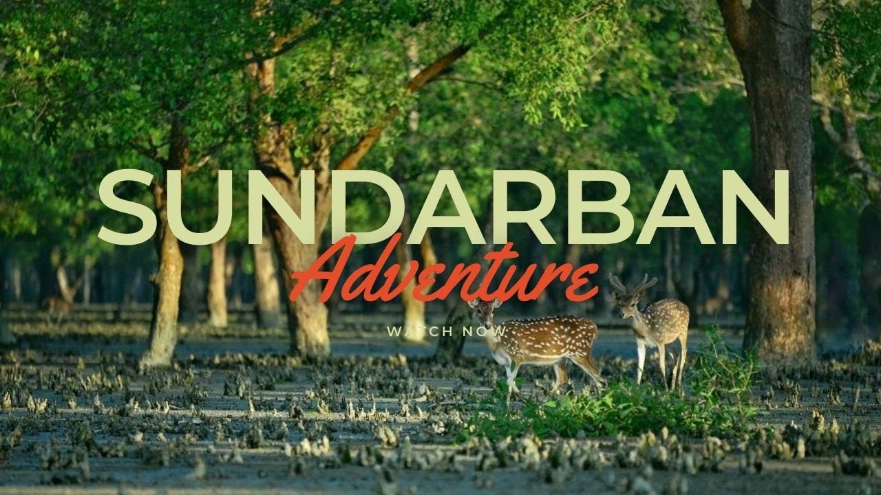 সুন্দরবন ভ্রমন।। করমজল খুলনা বাগেরহাট।। Sundarban Day Trip Koromjol Khulna Bagerhat।।Mr Syad 2024