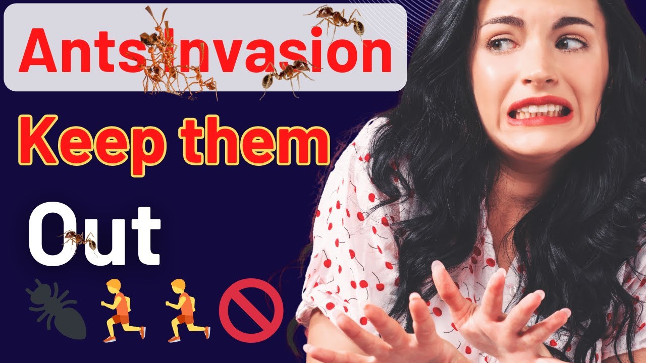 Ant Invasion Survival Guide: Top Pest Control Tips