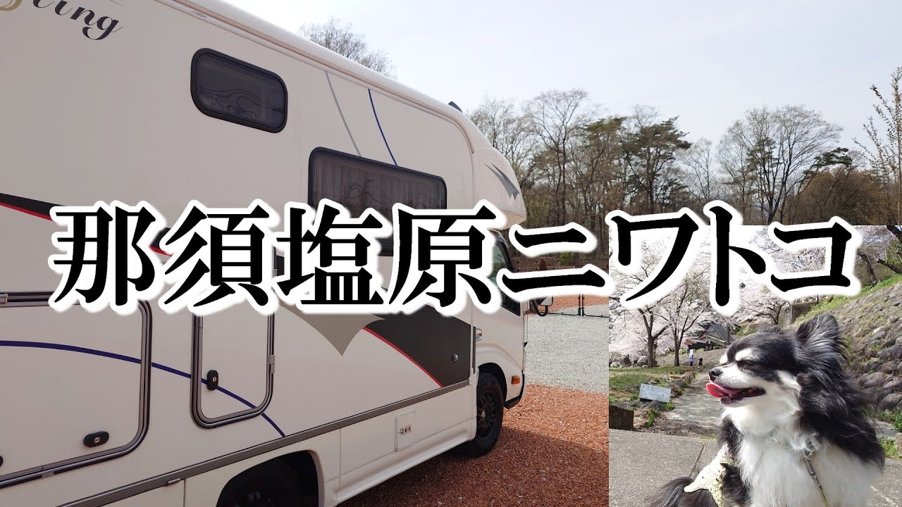 【とちぎ車中泊】キャンプ場？ちょうど良いRVパークが栃木県那須塩原にあった グランドオープンした千本松牧場と穴場板室温泉へ花見に行く熟年夫婦とデカチワワの車中泊旅