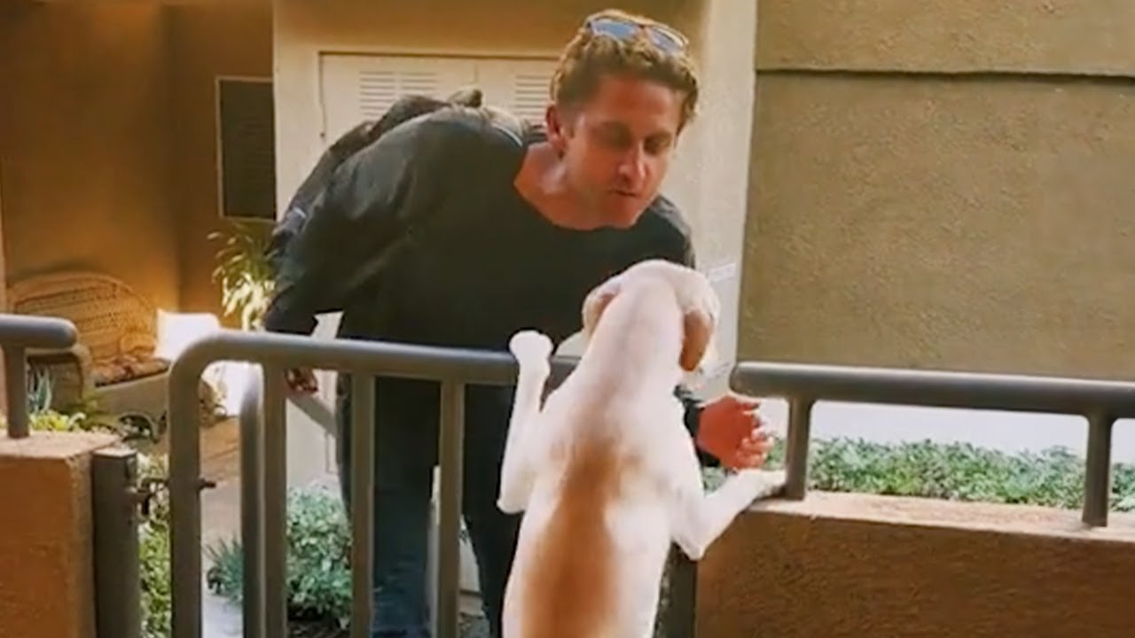 10 Momentos Más Desternillantes Entre Perros y Sus Humanos del Año1