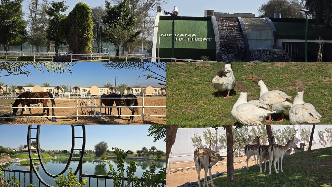 Nirvana A Retreat-Back to nature -animal resort|Best nature escape in UAE|Ostrich,goose,oryx &horses