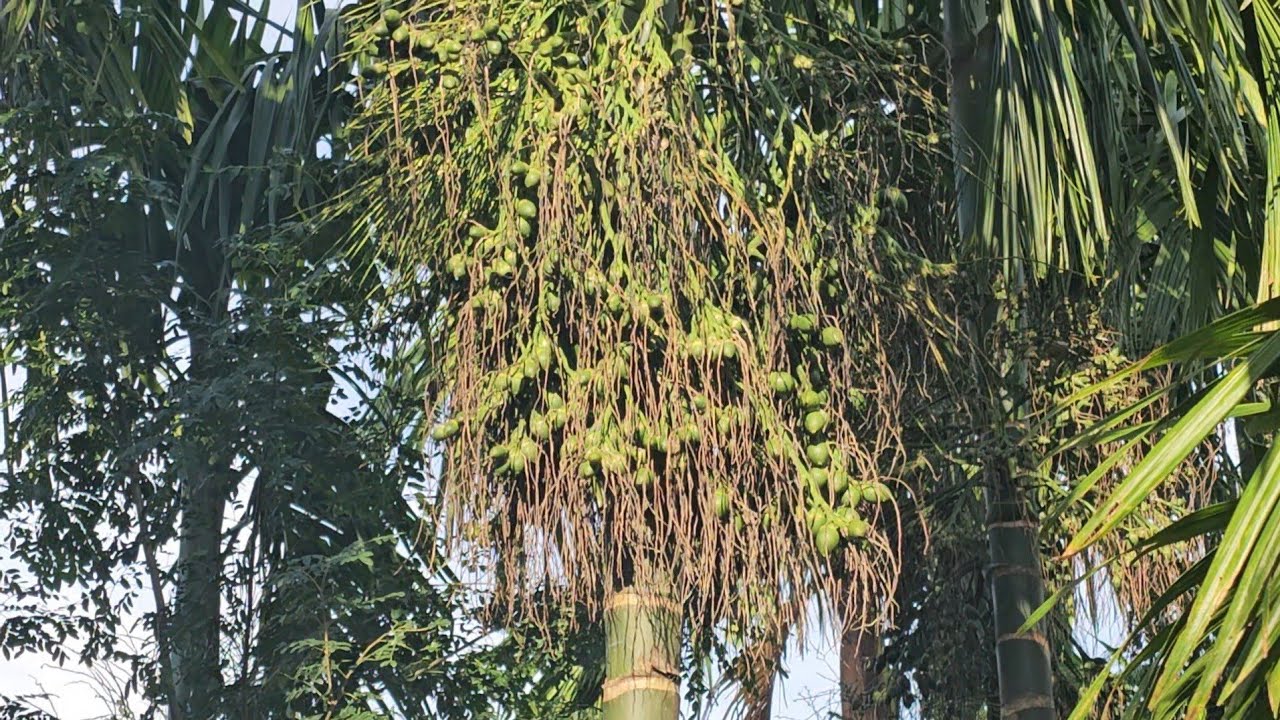 So sánh giống cau trái dài Đăk Lăk và cau miền tây 
