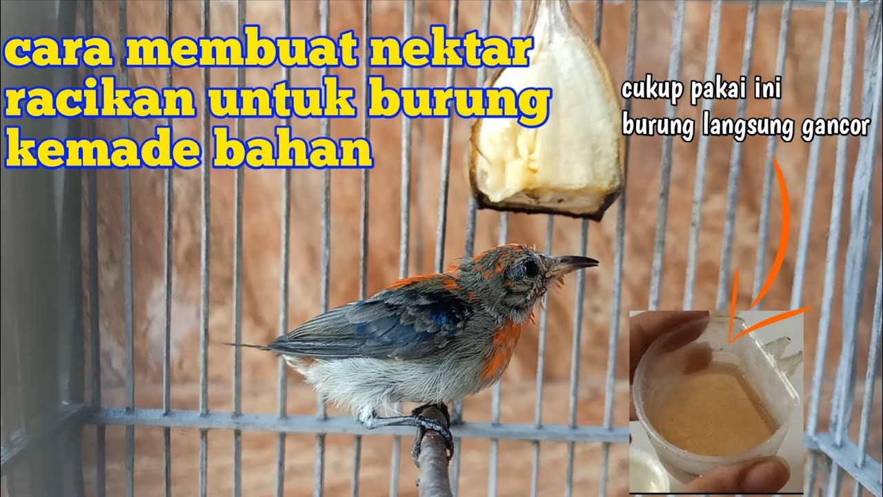 cara membuat nektar racikan untuk burung kemade bahan agar cepat gacor