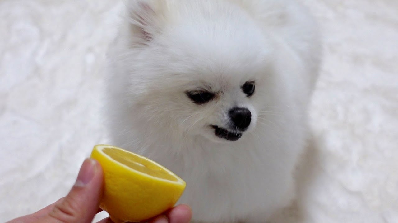 初めてレモンを食べたポメラニアンがこうなりました