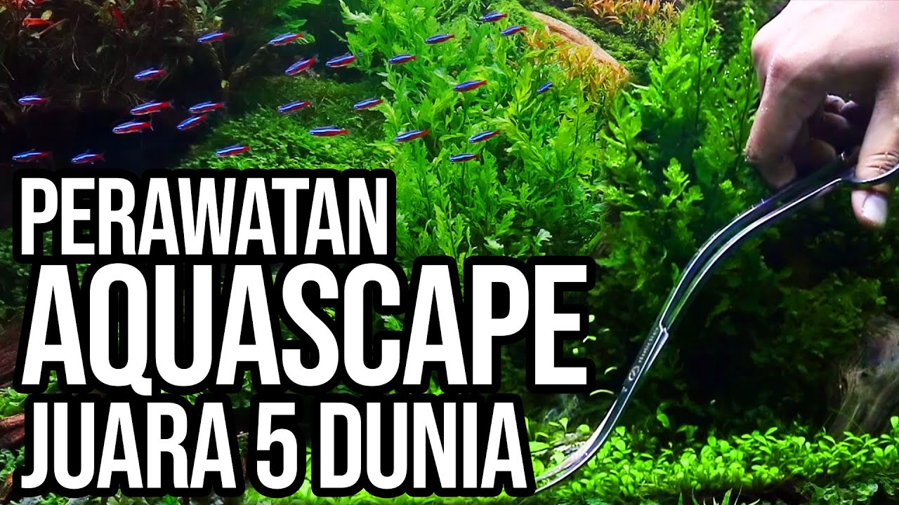 Perawatan Aquascape Untuk Kontes - World Ranking 5 CIPS 2019 by Dama Refiyuda