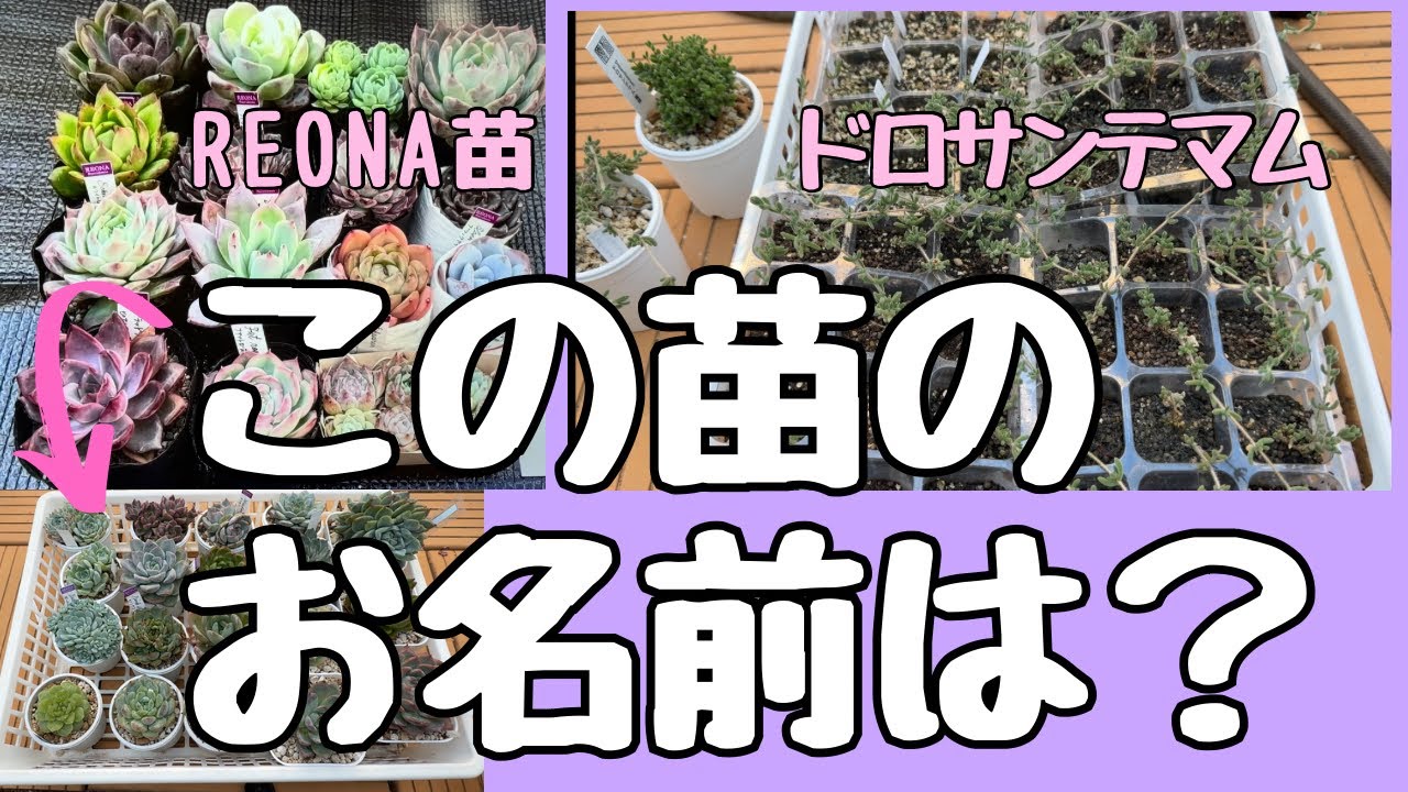 【多肉植物】#354 今、育ててる苗をご紹介🤗