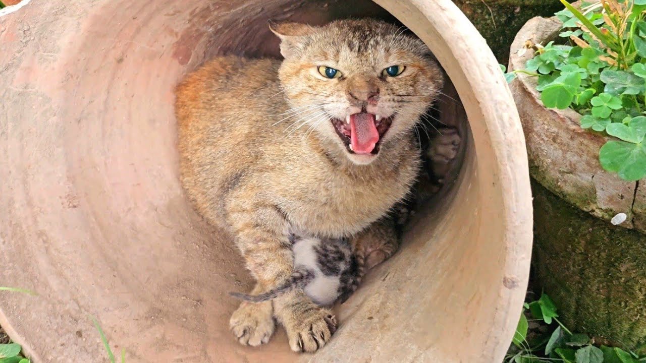 A Fierce Mama Cat Protects Her Kittens with Brave Love Until They’re Safe and Happy 🐾💖