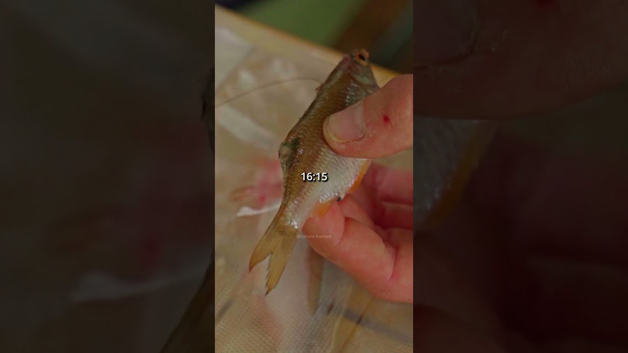 Fishing Day in Real Time &ndash; ASMR Nature & Fishing Sounds 🎧 #naturehooked #shorts