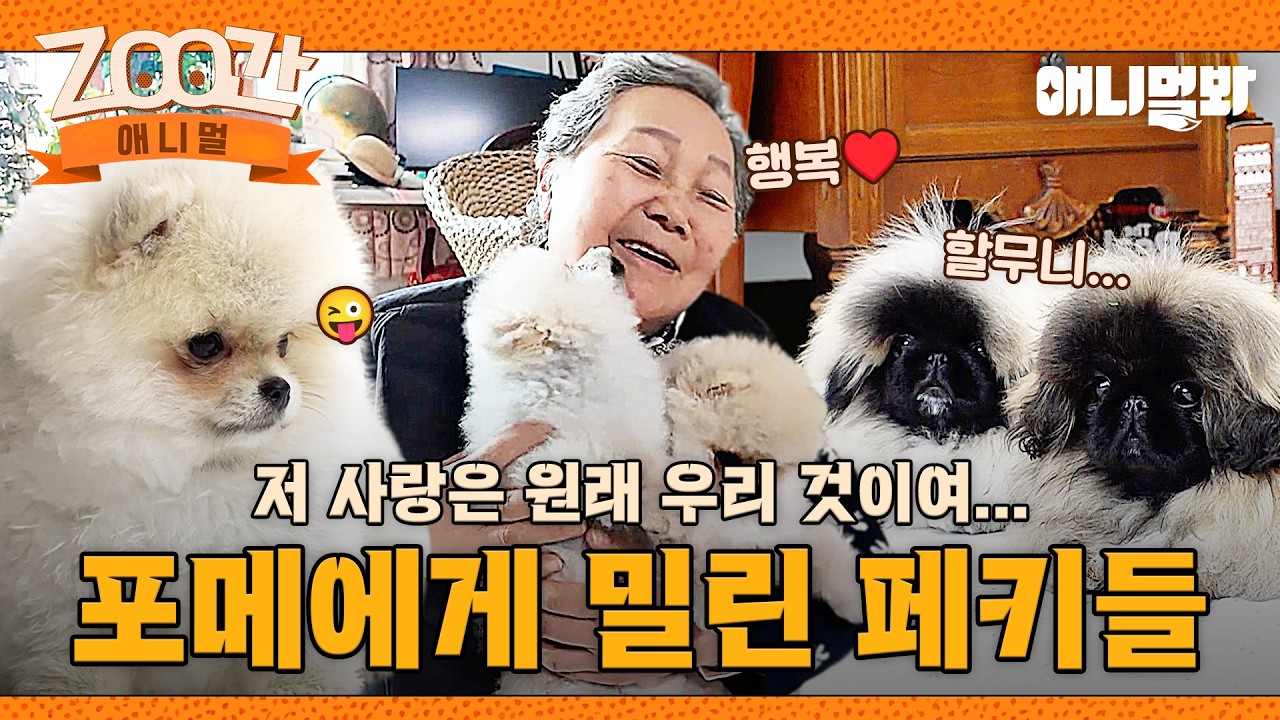 [#Zoo간애니멀] 적극적 애교공세로 할머니의 마음 저격한💘 포메 티티&카카 I EP.1266 #TV동물농장 #AnimalFarm #애니멀봐