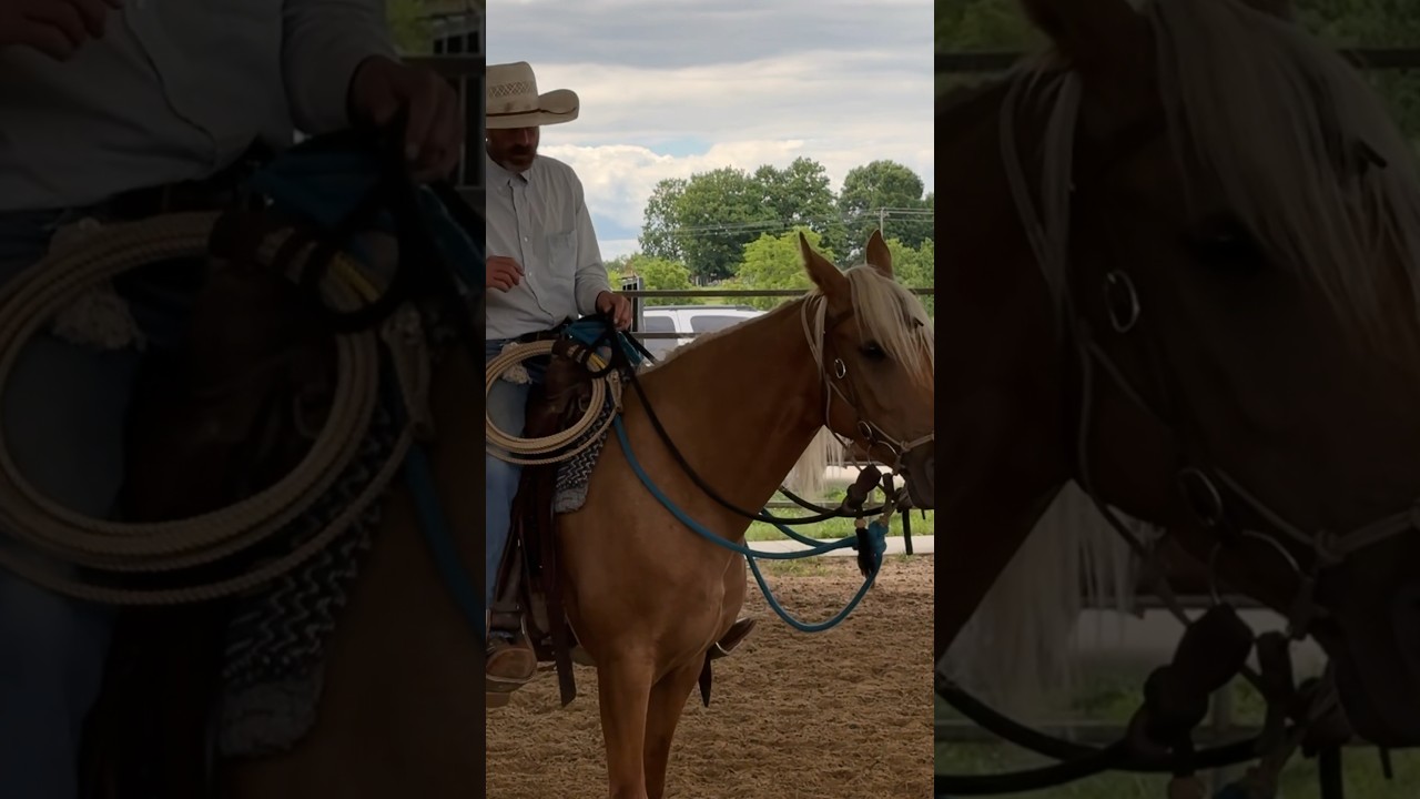 Leg Pressure When Training Your Horse