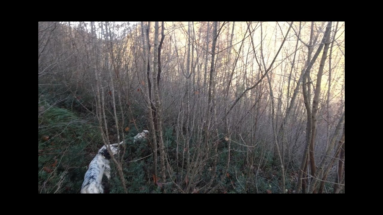 UN CACCIATORE DI BECCACCE presenta.. SFIDA ACCETTATA  (caccia alla beccaccia 2020/2021)