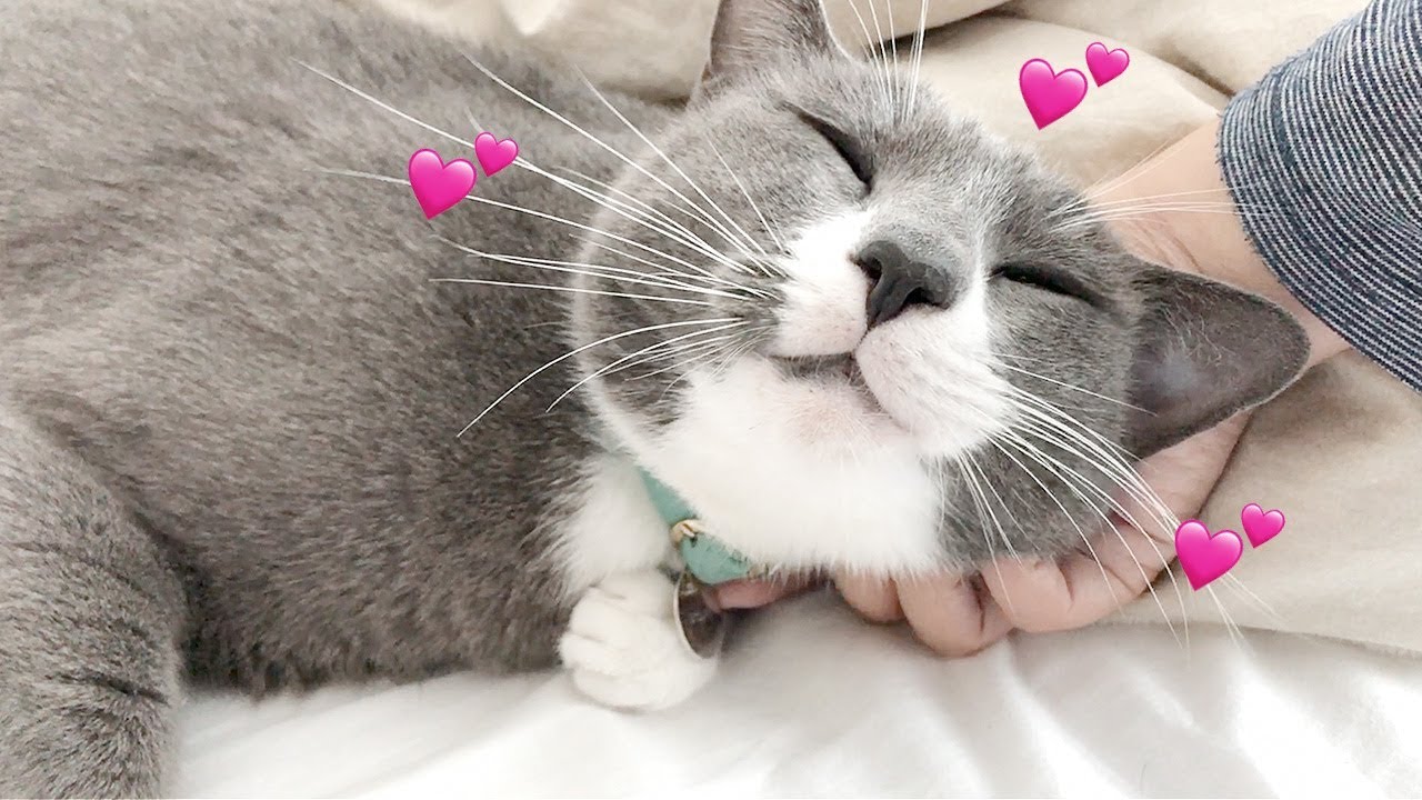 랜선집사 앓게 하는 휴지의 3단 애교 (꾹꾹이, 골골송, 눈키스)