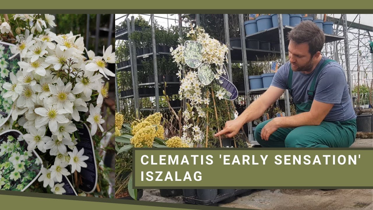 K&Uuml;L&Ouml;NLEGES KAPASZKOD&Oacute; N&Ouml;V&Eacute;NY korai vir&aacute;gz&aacute;ssal | Clematis 'Early Sensation' &ndash; Iszalag