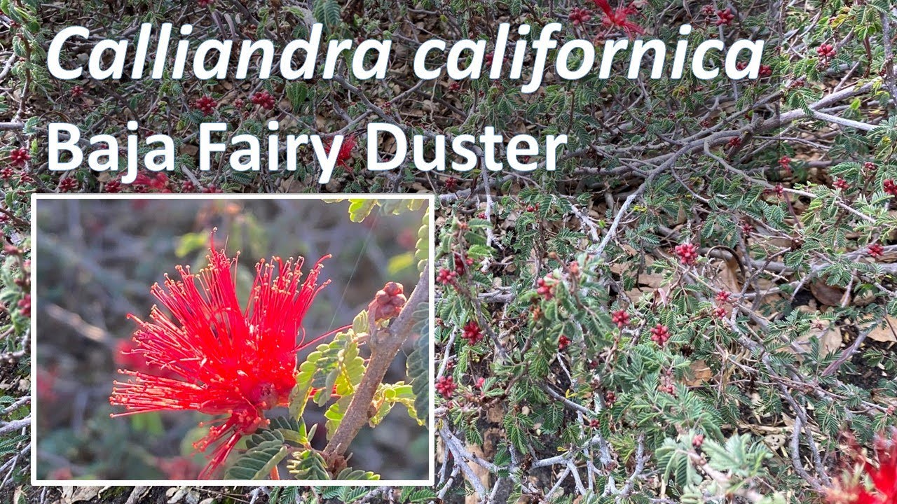 Calliandra californica BAJA FAIRY DUSTER-Identification, care and facts. Tabardillo, zapotillo shrub