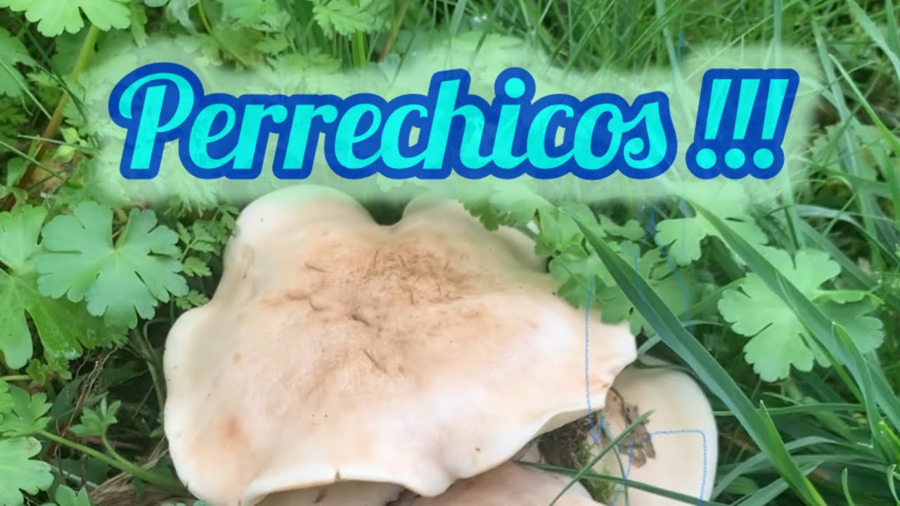 La mejor seta. Perrechico o seta de san Jorge. Encontramos el setal !! Calocybe Gambosa. Perretxiko.