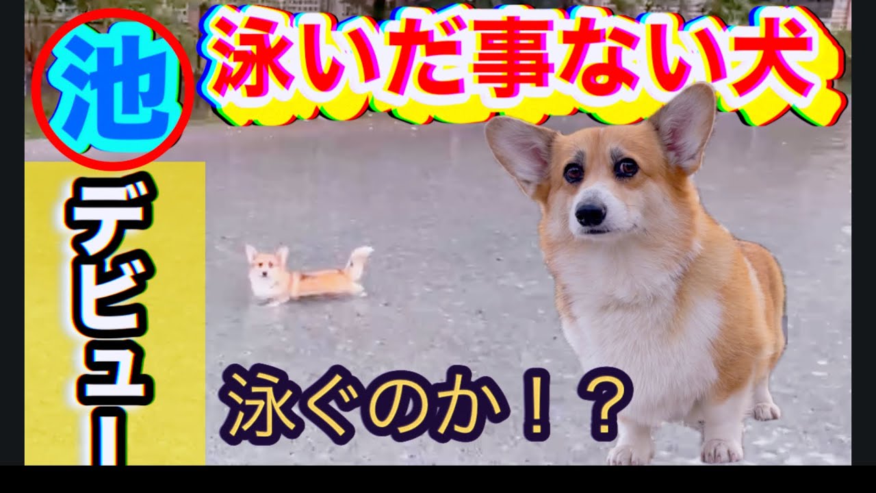 犬旅♡ドギーズアイランド♡ルームツアーと池★