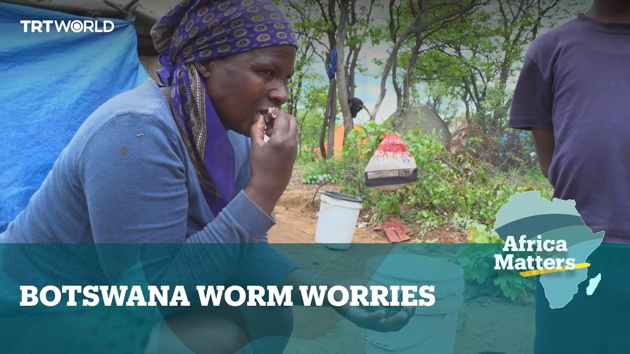 Africa Matters: Over-harvesting bites into Botswana's mopane worms