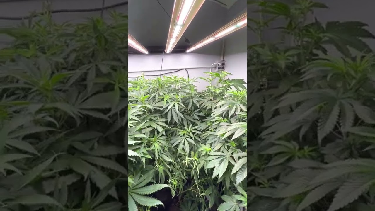 3x6 tray grow using growers choice Roi e 900