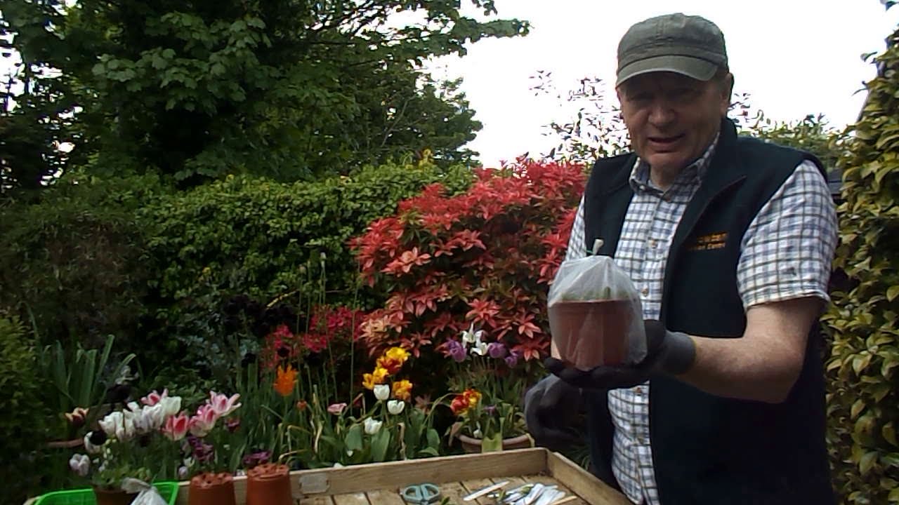 How to propagate Hebe plants from softwood cuttings