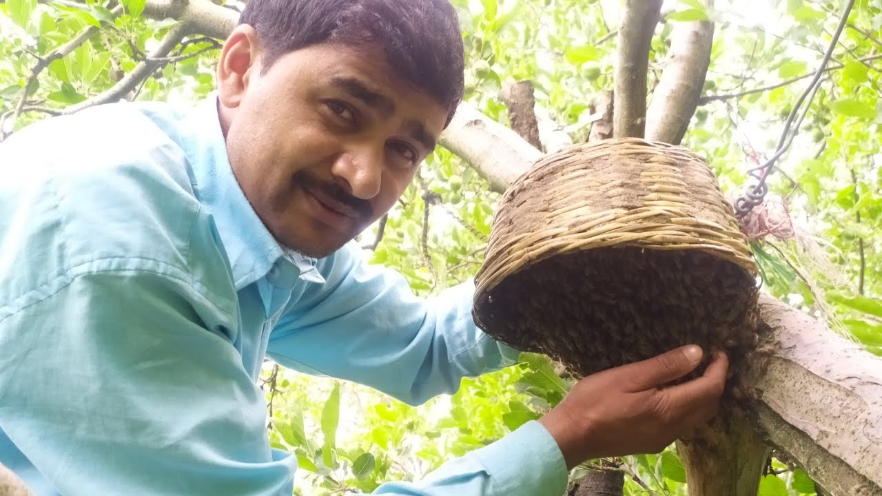 कुल्लू मनाली में मधुमक्खी 🐝पकड़ने का पुराना तरीका !! आपने पकड़ते हुए नहीं देखा होगा !!आज देख लो 🐝🍯