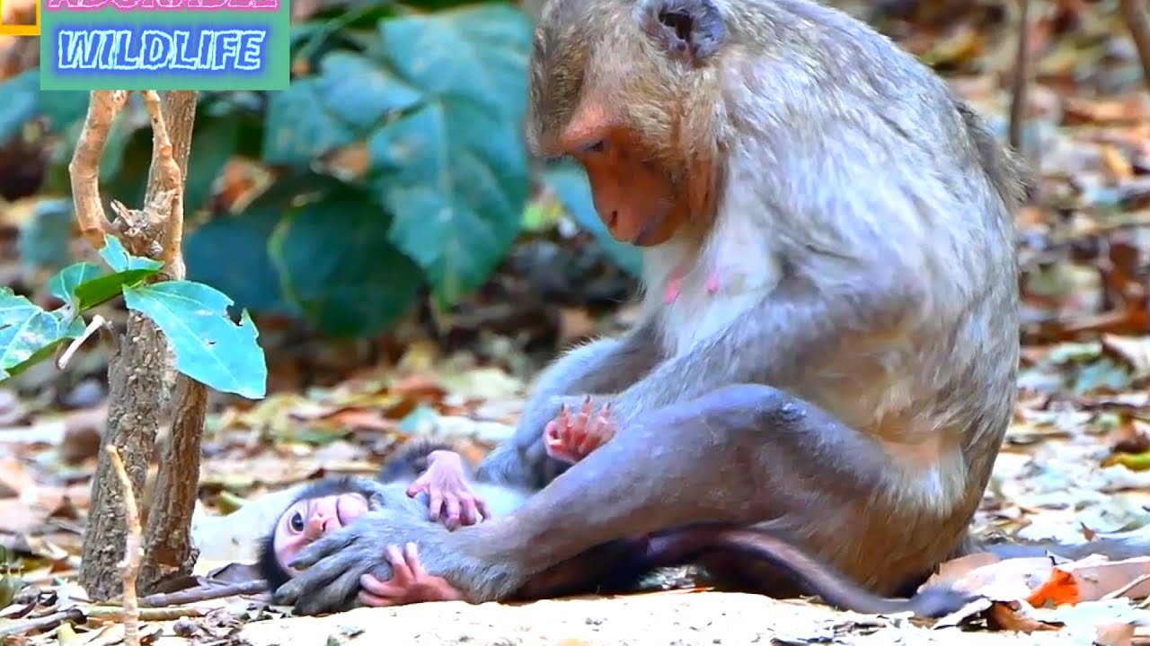 Young Mommy Monkey 2026 Moments With Tiny Baby Monkey