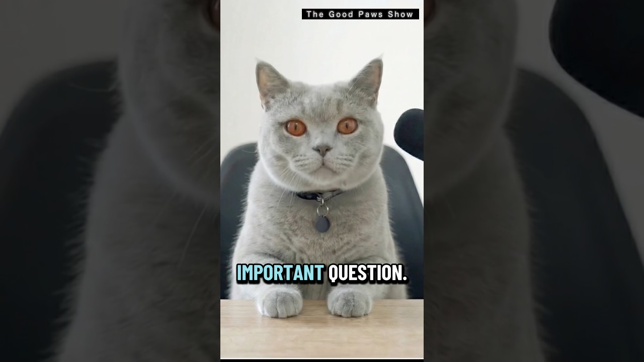 Почему люди извиняются за общение? #thegoodpawsshow