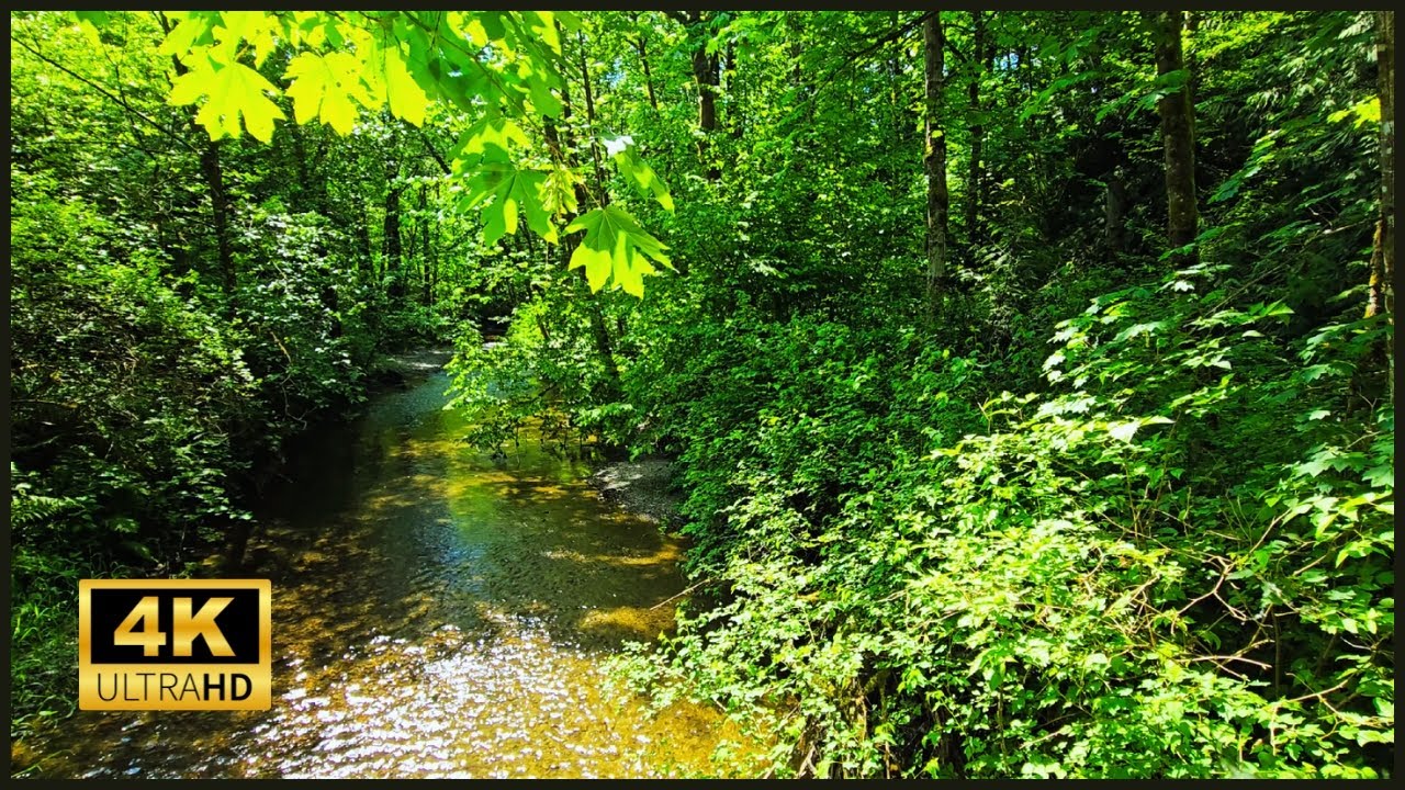 Relaxing Forest Stream Sounds for Sleep, Study, and Meditation #nature #calm #whitenoise