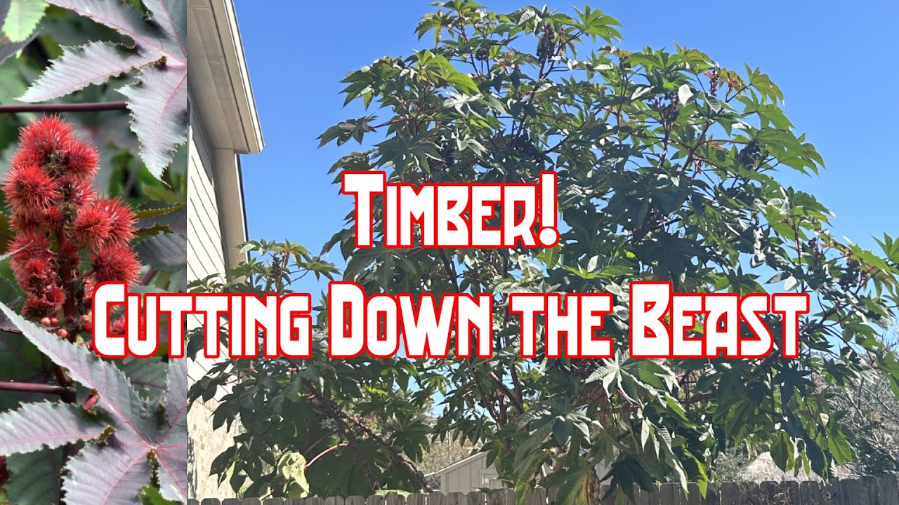 Срубаю своё самое большое однолетнее растение