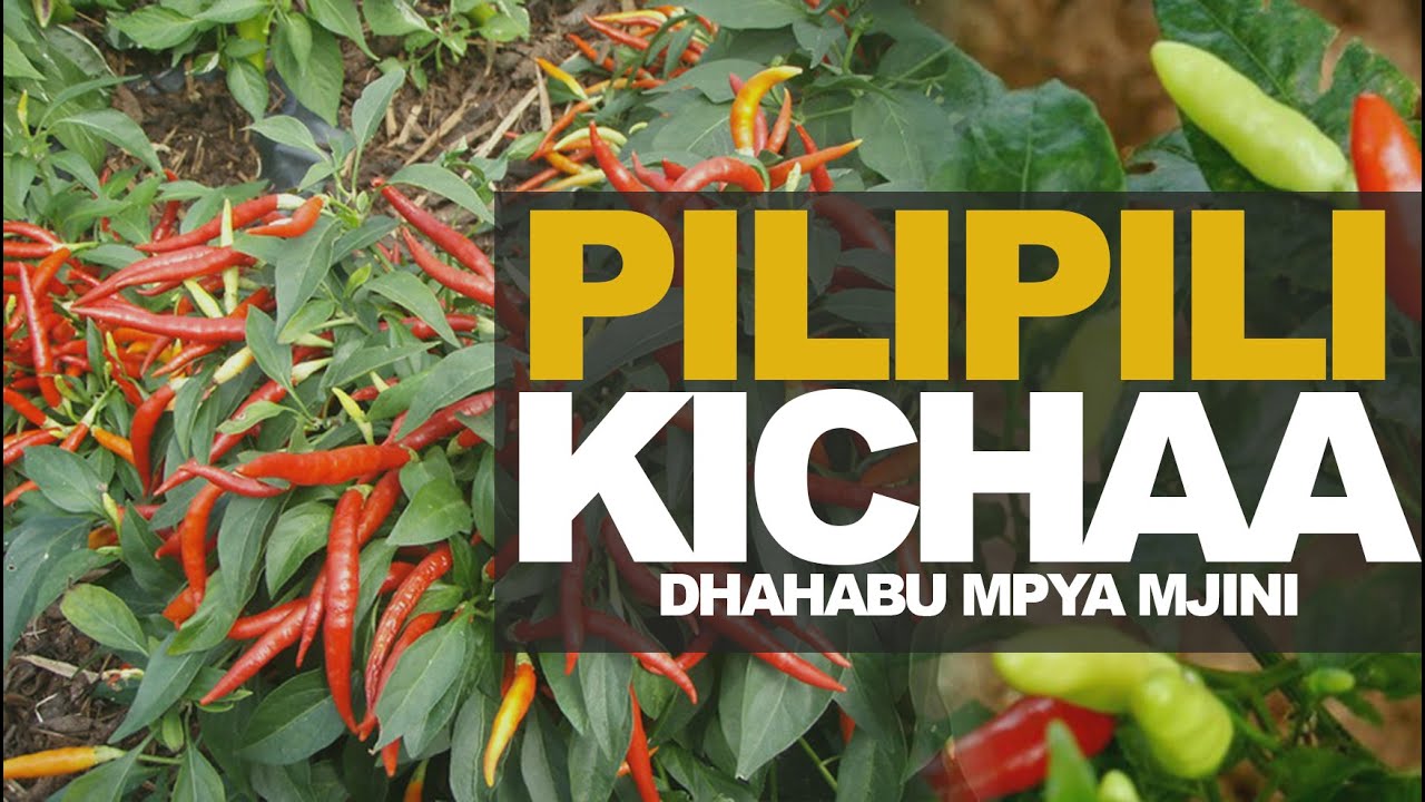 Pilipili Kichaa Dhahabu Mpya Mjini
