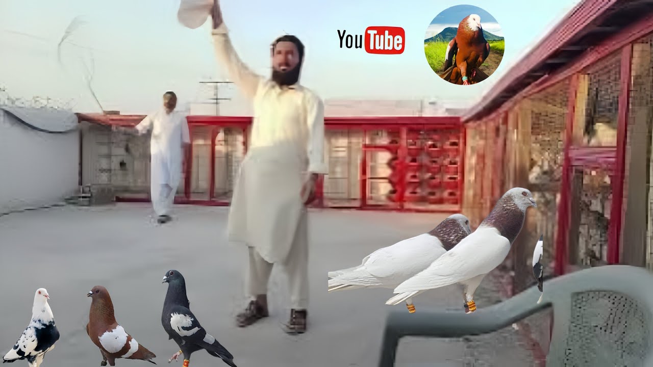 Kabootar bazi vedio | Pigeon  #kabutar #kabootar