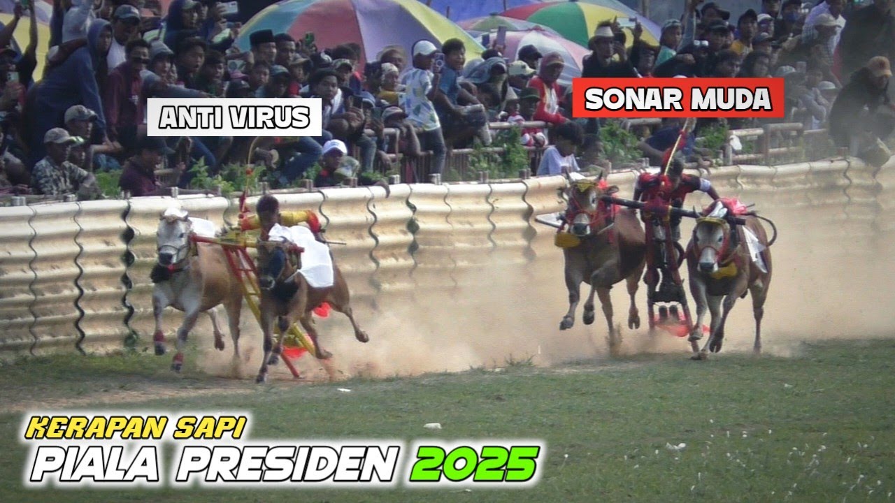 Final kerapan sapi Piala Presiden 2025 yang paling Fenomenal sepanjang sejarah