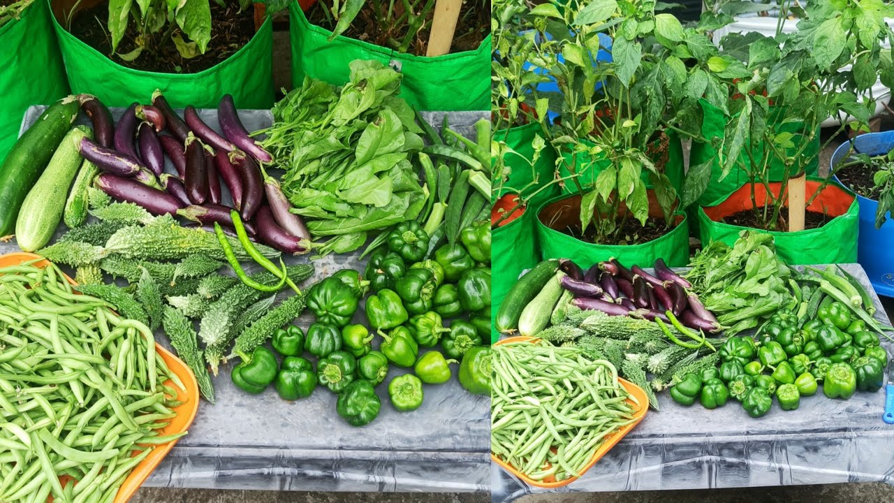 Massive summer season harvest from our terrace garden #garden  #terracegardenindia #gardenideas