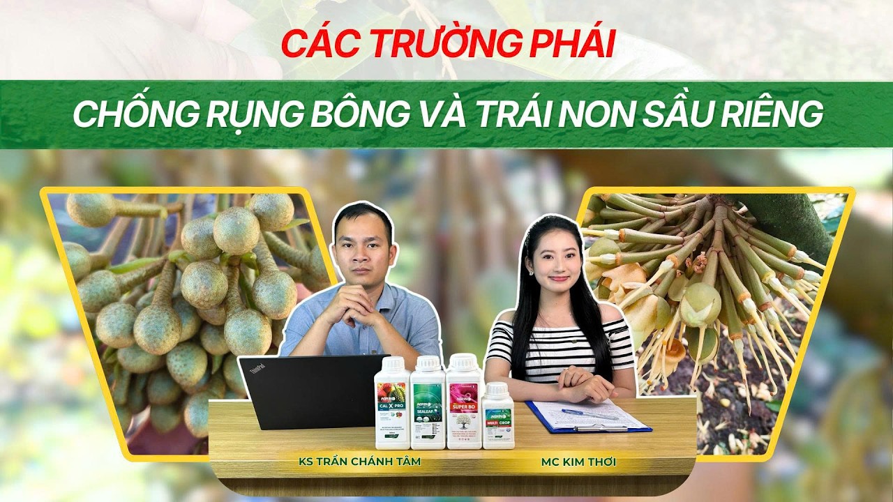 CÁC TRƯỜNG PHÁI CHỐNG RỤNG BÔNG VÀ TRÁI NON SẦU RIÊNG: Bà con đang áp dụng cách nào?