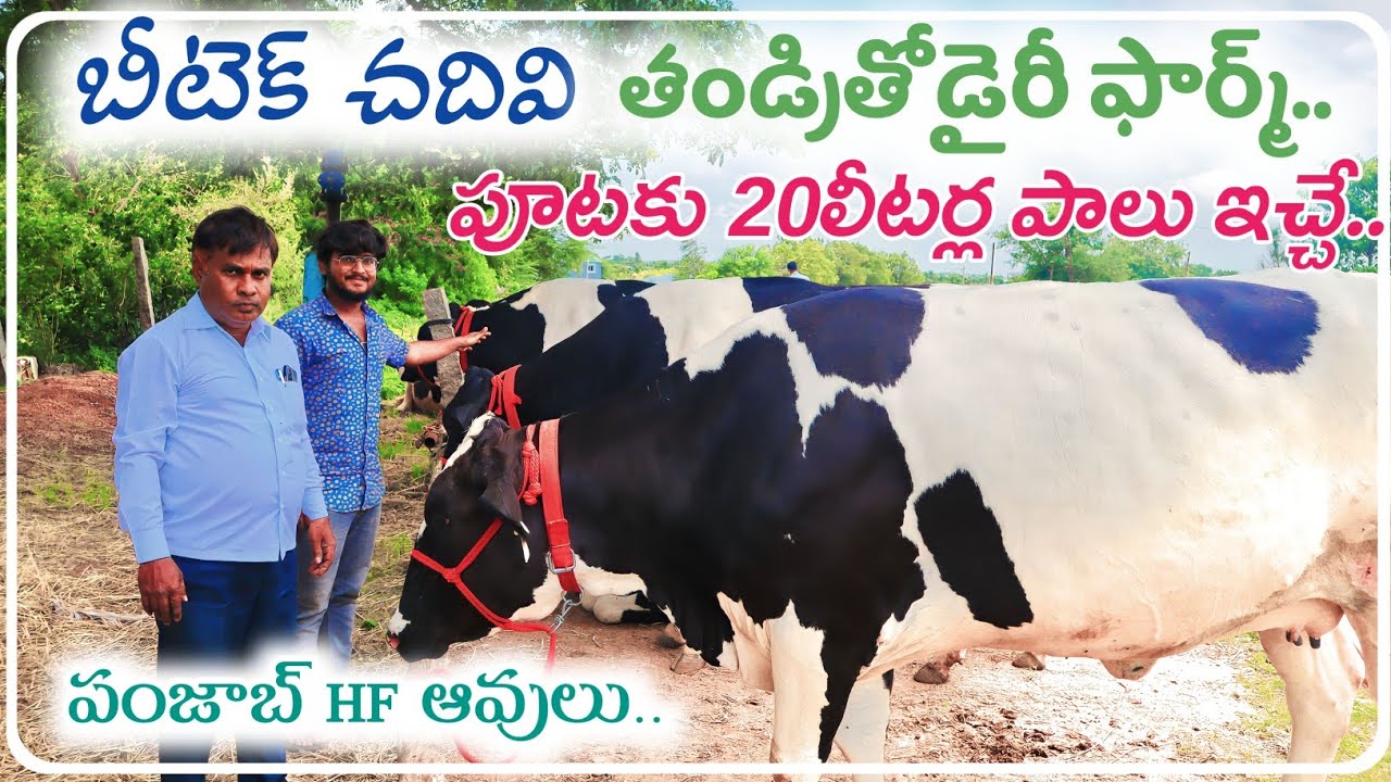 15-20 Litres Milking Punjab HF Cows | పంజాబ్ ఆవుల డైరీ | Shiva Agri Clinic