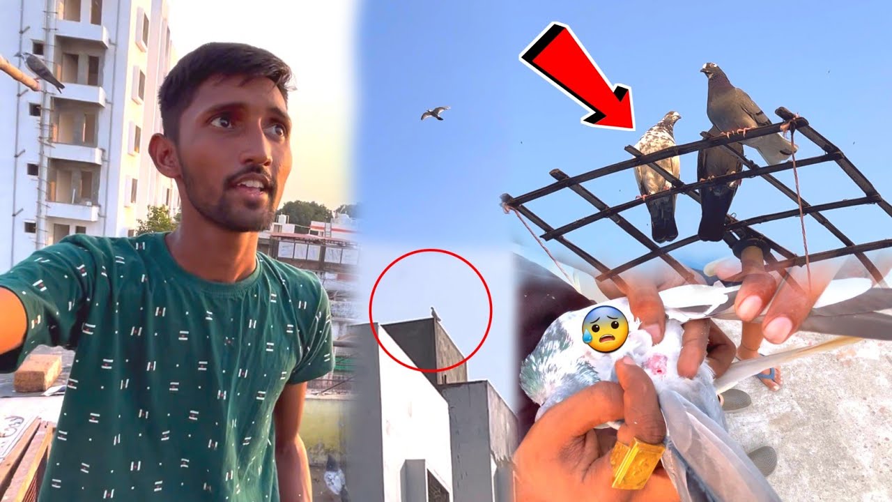 Apne Kabootar Pr Shikre ne Hamla Kar Diya😰