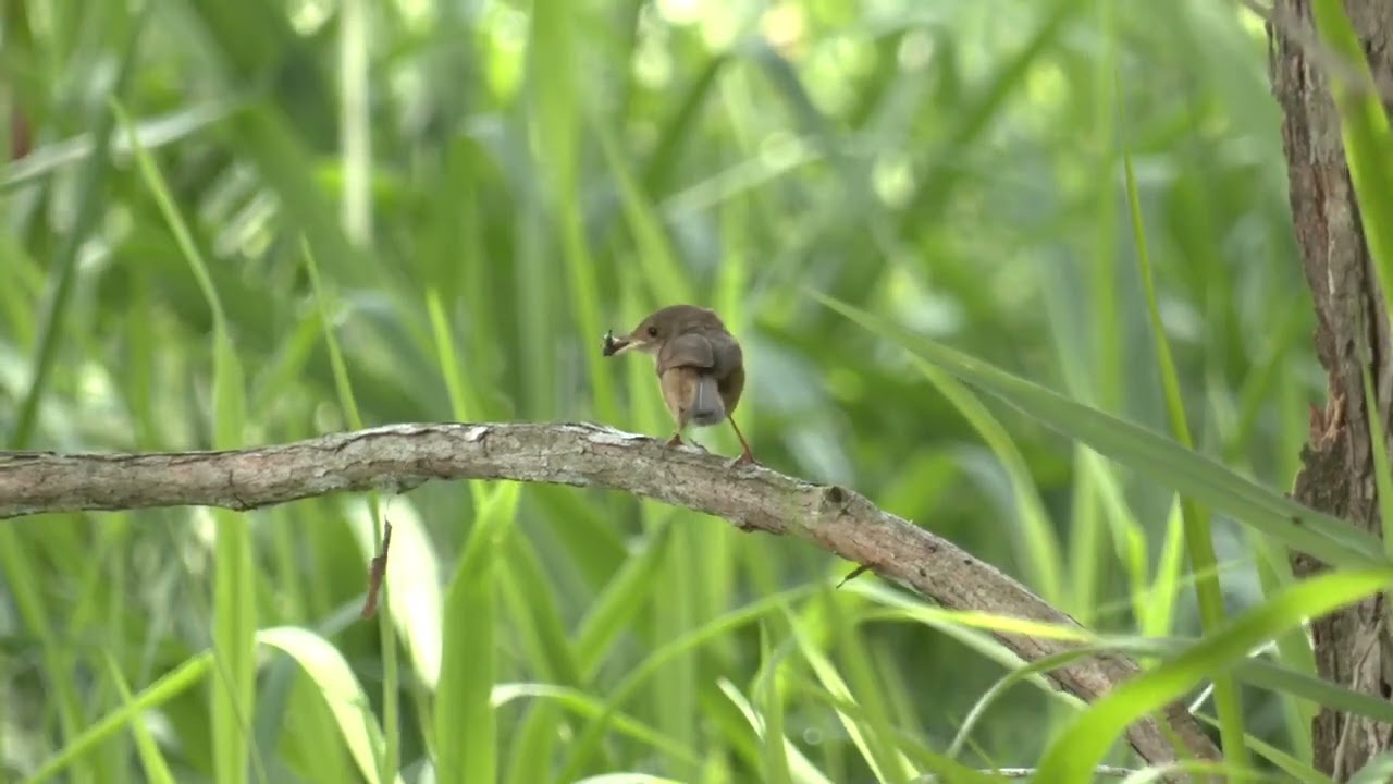 Hardworking Red-backed Fairywren parents rarely rest in their quest to feed their hungry chicks.
