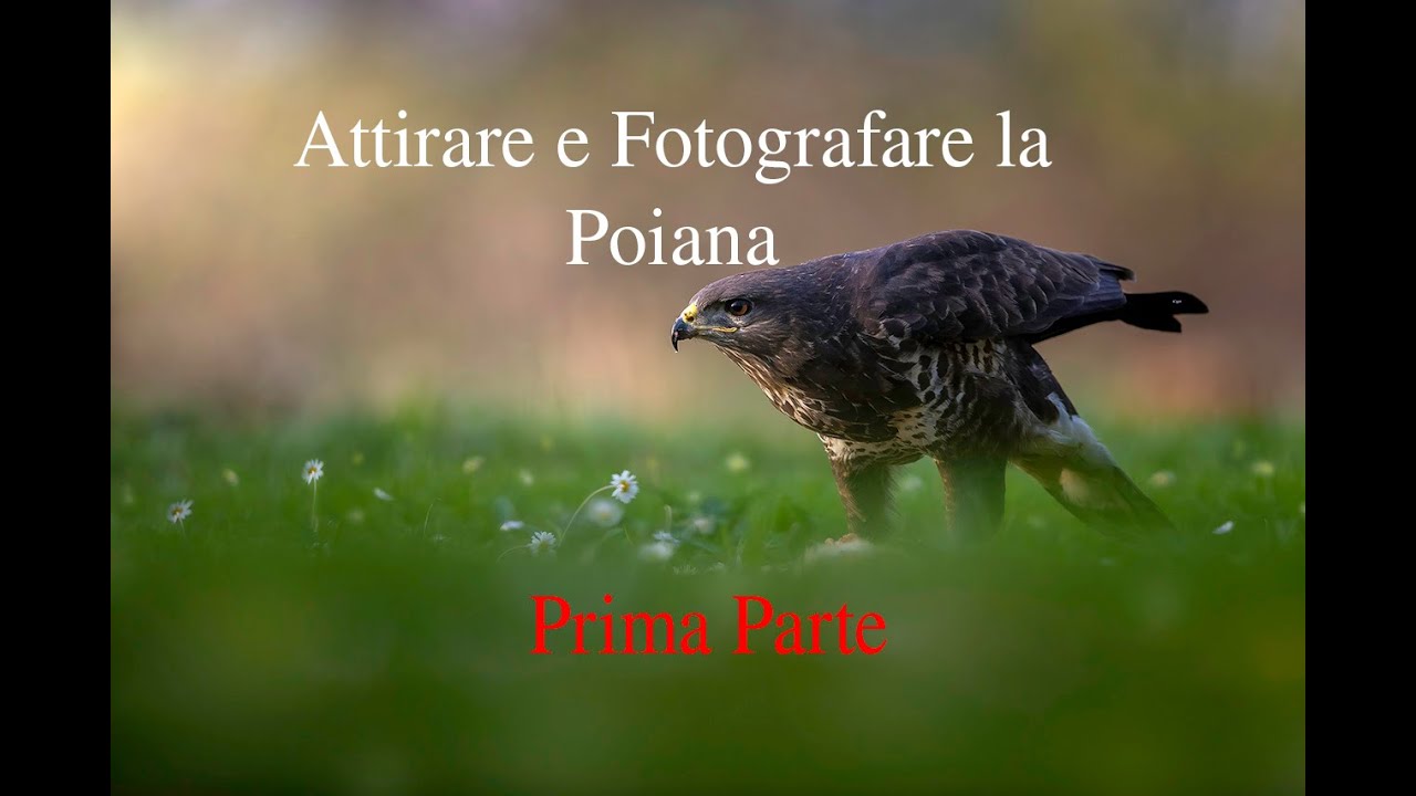 La poiana: come attirarla e fotografarla (prima parte)