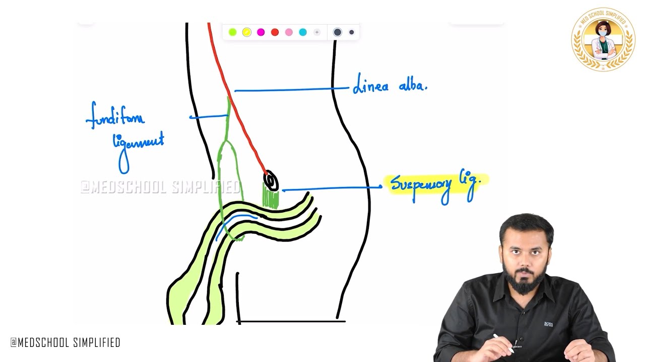 62. Ligaments of Penis Explained | Must-Know Anatomy for NEET PG, USMLE, FMGE 💯