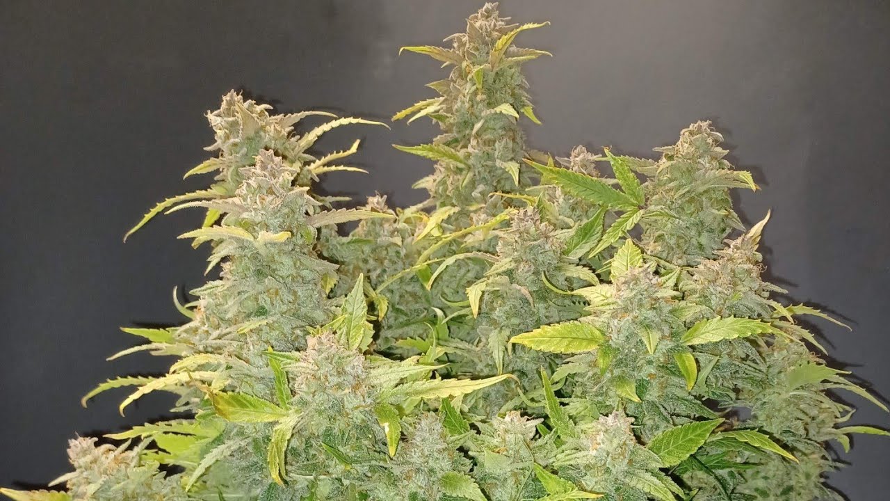 Super Skunk auto harvest from AMS  was a plant I burned bad till week 3.