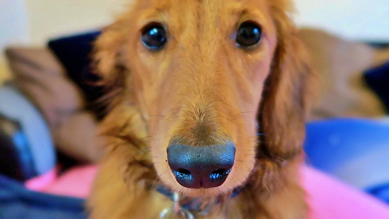A day in the life of a MINIATURE DACHSHUND PUPPY!