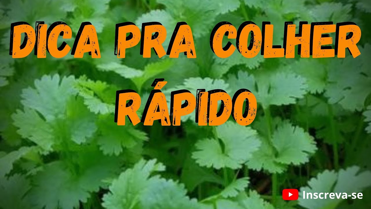 Como plantar Coentro e colher rápido| veja esse vídeo